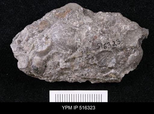 Hebertella sp.