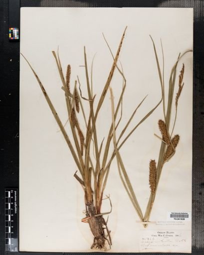 Carex rostrata