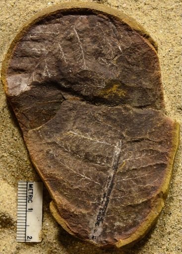 Pecopteris sp.