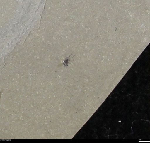 undet. Insecta