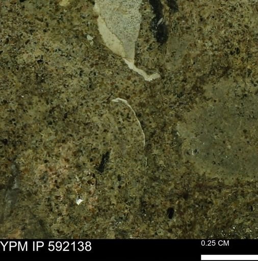 Bivalvia?