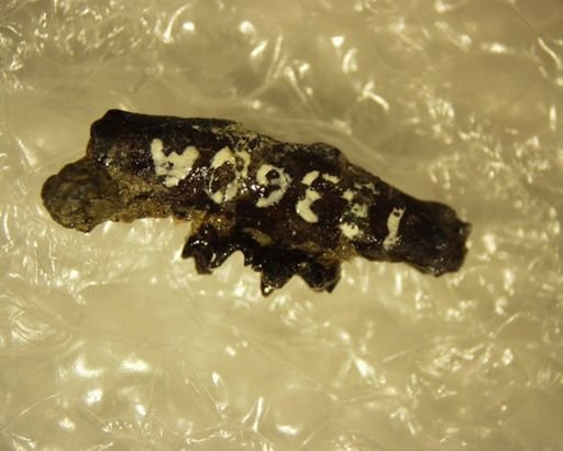 Diacodon minutus