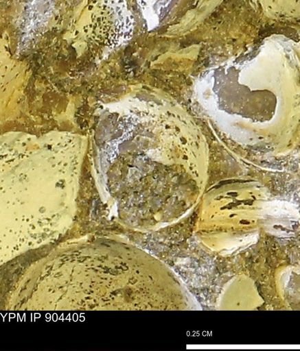 undet. Bivalvia