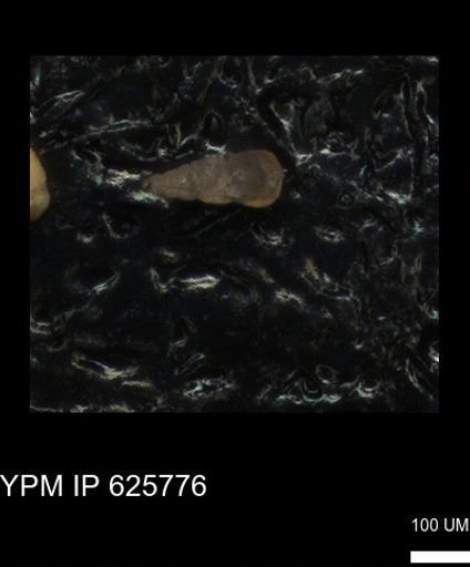 Heterohelicidae