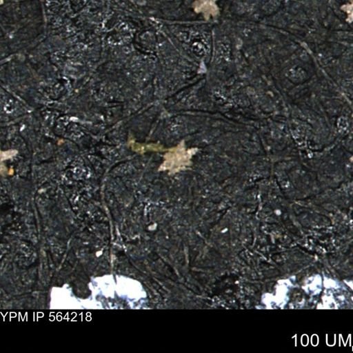 undet. Porifera