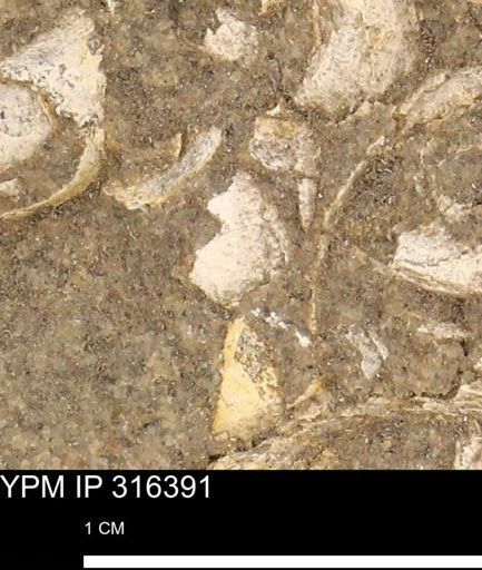 undet. Mollusca