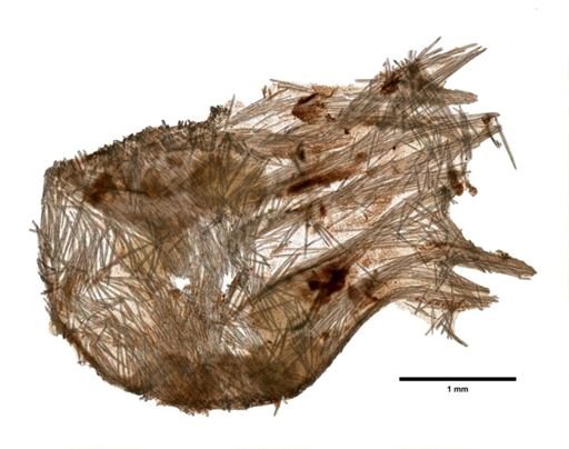Funiculina armata