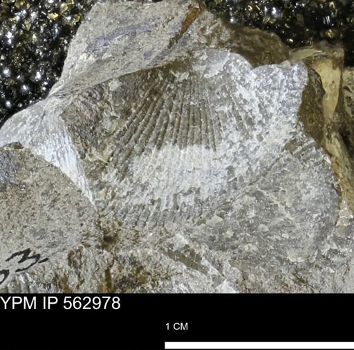 Oxytoma (Hypoxytoma) sp.