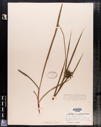 Carex