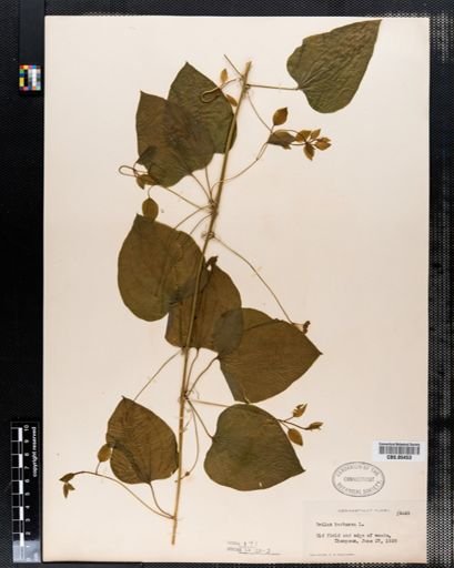 Smilax herbacea