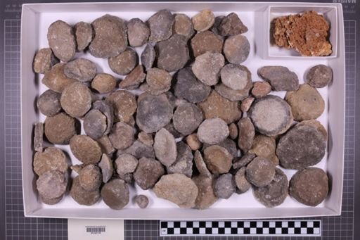 mixed taxa, stratigraphic collection