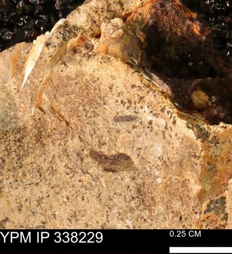 Placenticeras sp.