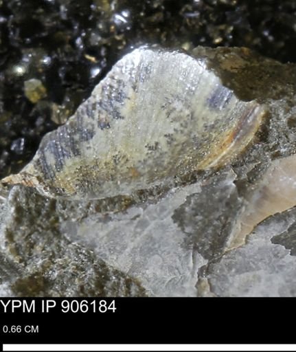 Limopsis striatopunctatus