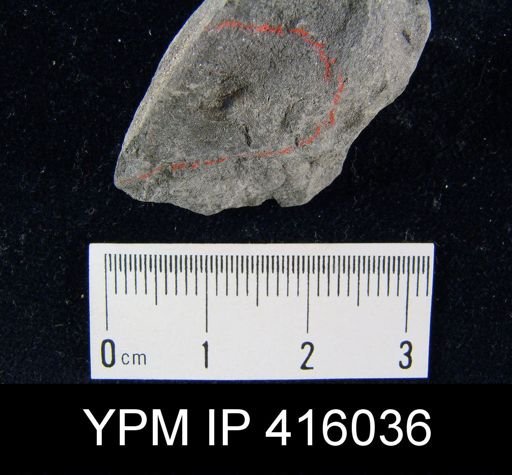 Lingula carbonaria