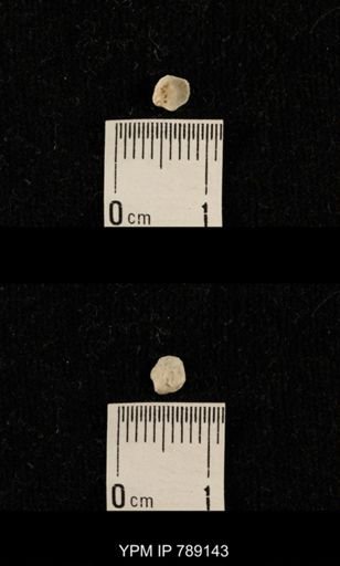 undet. Brachiopoda