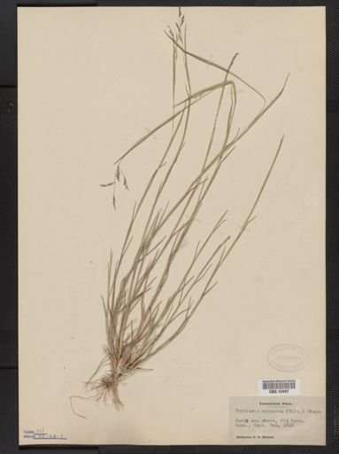 Triplasis purpurea