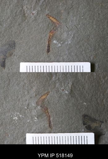 Marrellomorpha