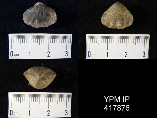 Gypidula sp.