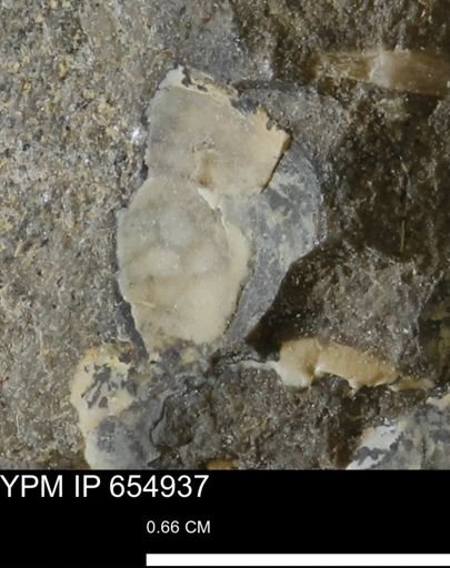 Protocardia sp.