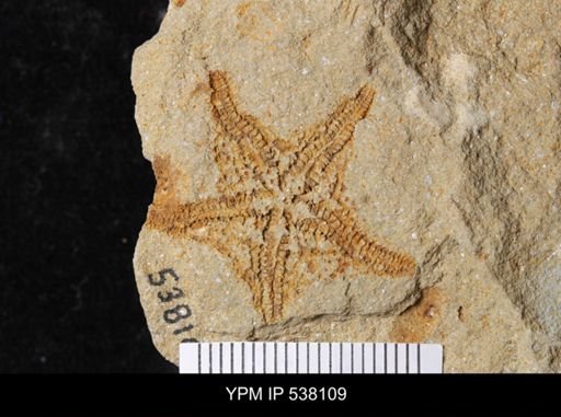 undet. Stelleroidea