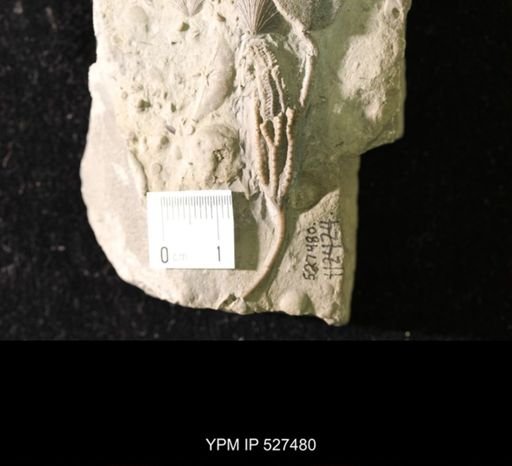 Iocrinus sp.