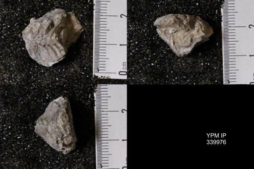 undet. Gastropoda