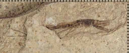 Telmatrechus parallelus