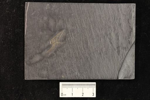 cf. Lapworthuridae