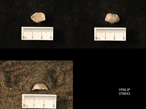 Marginifera wabashensis