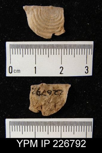 Leptaena rhomboidalis