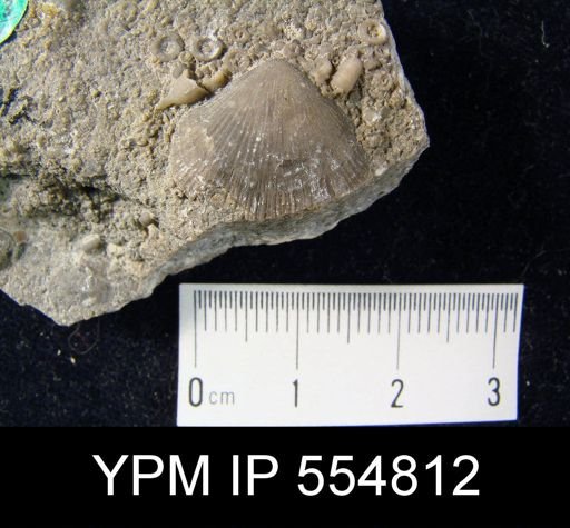 Rhipidomella uberis