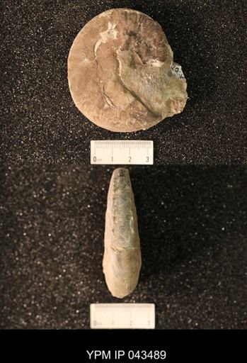 Hoploscaphites nicolletii