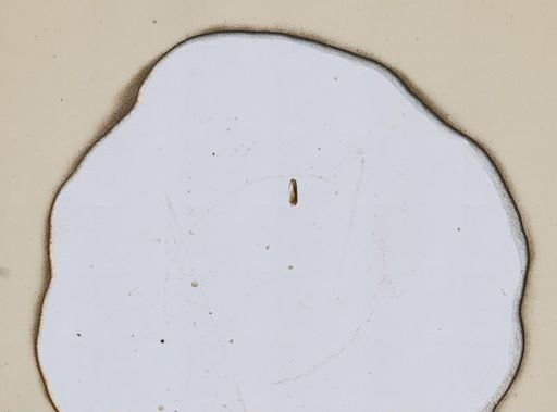 Trichocerca insignis