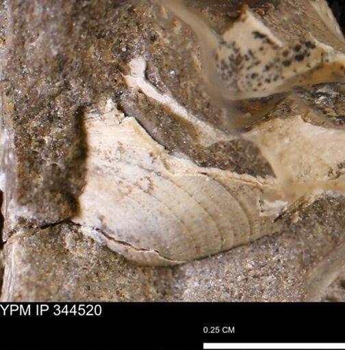 Limopsis striatopunctatus