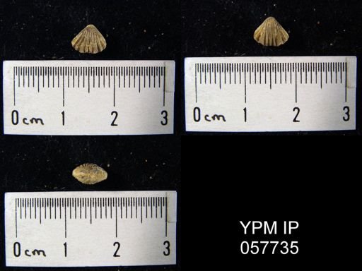 Camarotoechia transversa