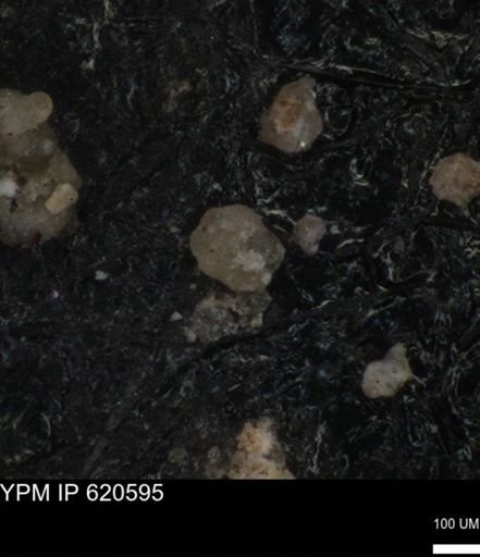 undet. Foraminiferida