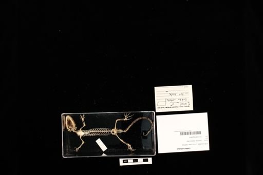 Gekko vittatus