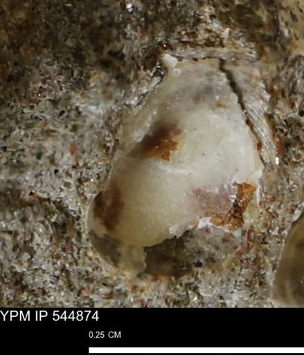 Corbulamella gregaria