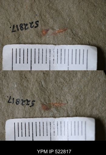 Chelicerata