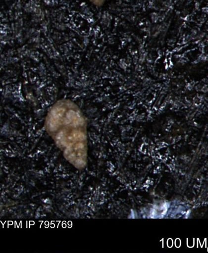 Verneuilina canadensis