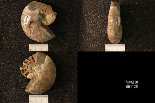 Hoploscaphites nicolletii