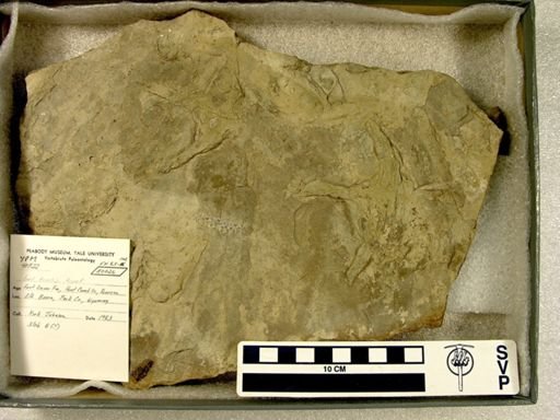 Ichnofossil (vertebrate)