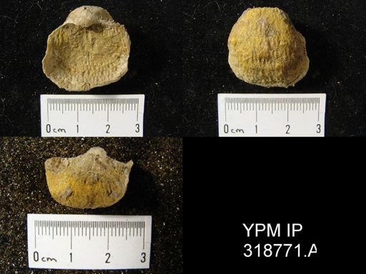 Pustula nebrascensis