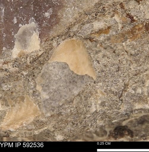 undet. Bivalvia