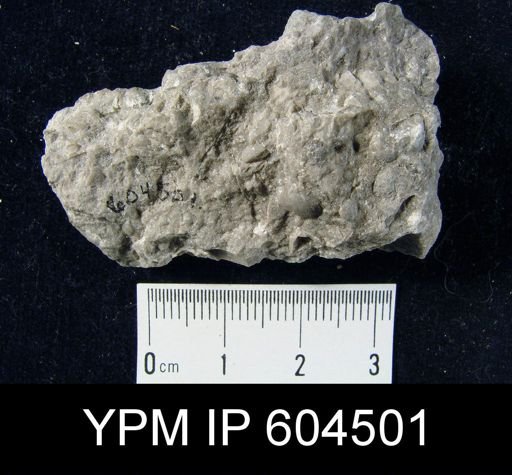 undet. Brachiopoda