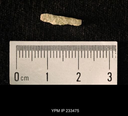Archaeocidaris sp.