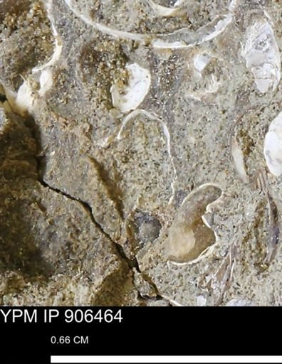 undet. Mollusca