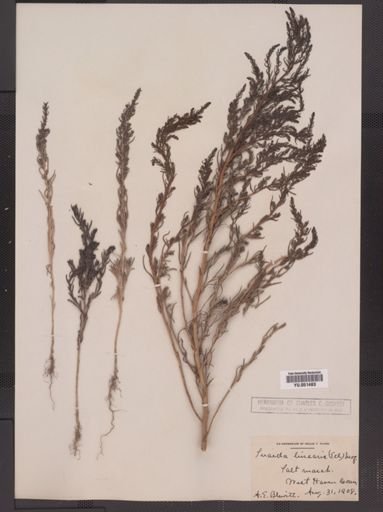Suaeda linearis