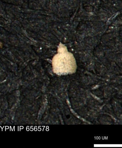 Clathrocyclas (Clathrocyclas) irrasa