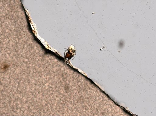 Euchlanis parva